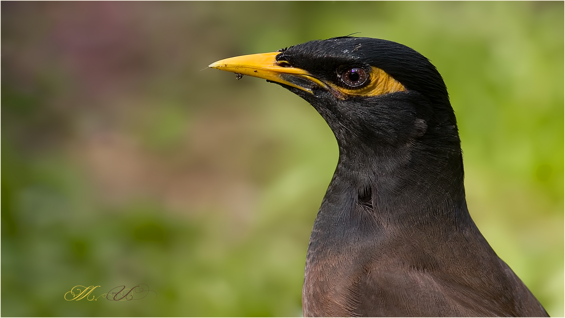 Çiğdeci » Common Myna » Acridotheres tristis