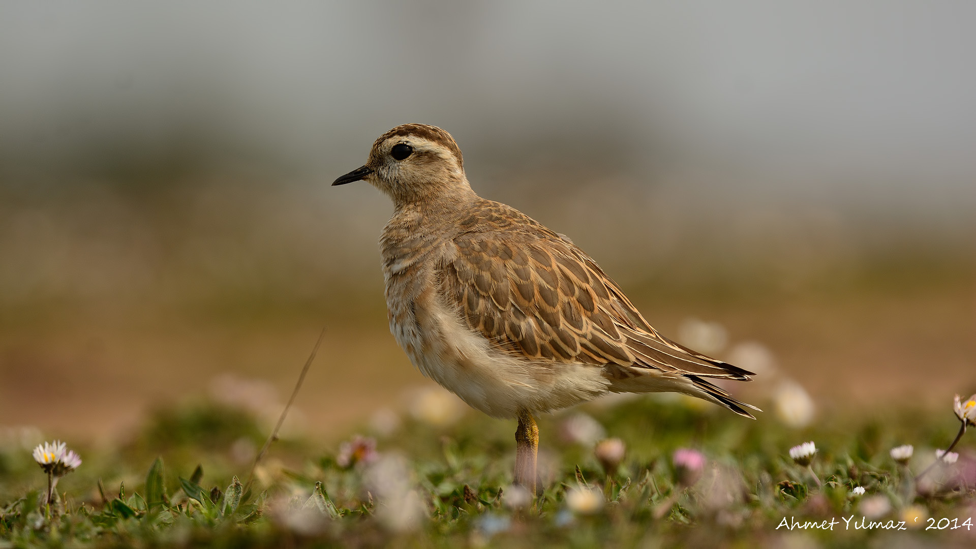 Dağ cılıbıtı » Eurasian Dotterel » Charadrius morinellus