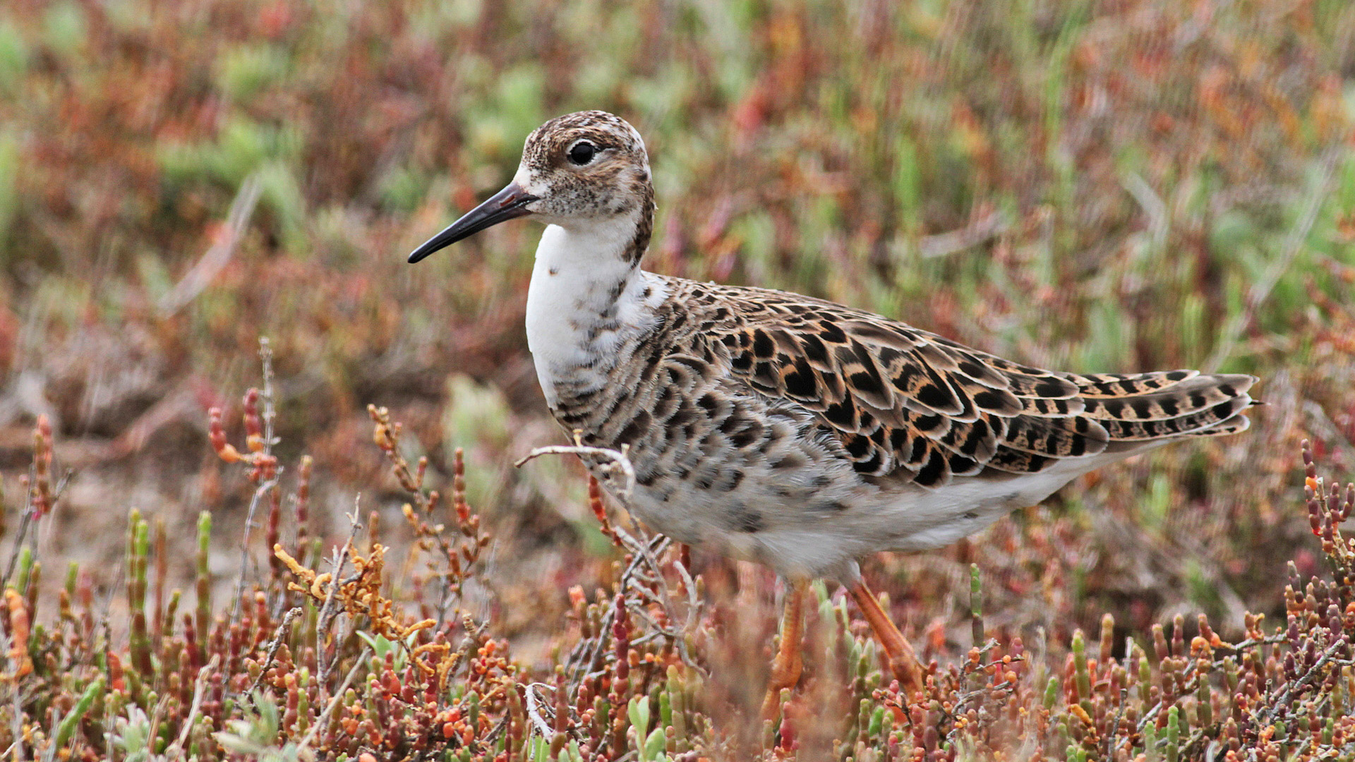 Dövüşkenkuş » Ruff » Calidris pugnax