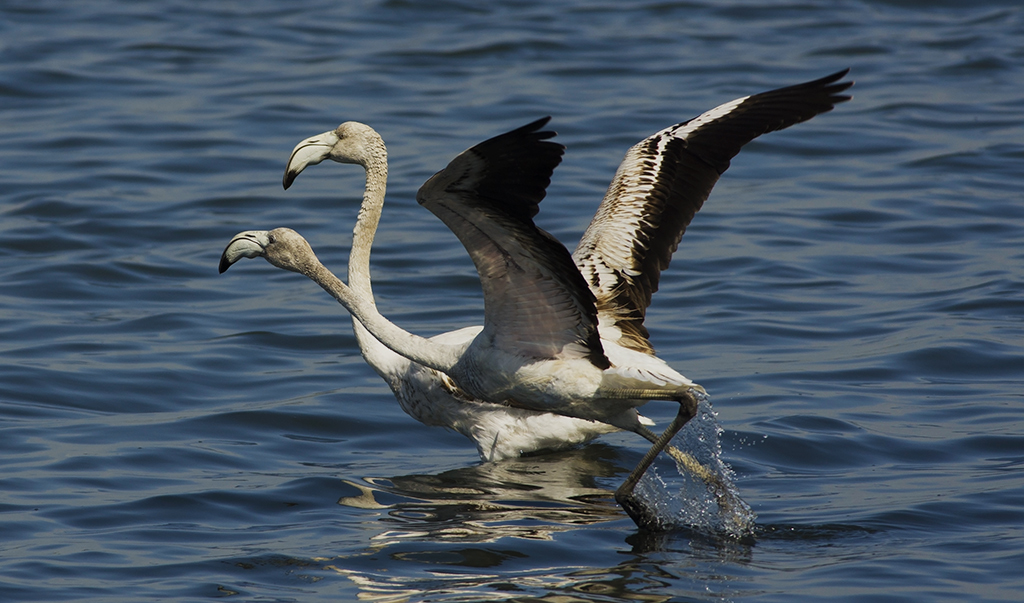 Flamingo