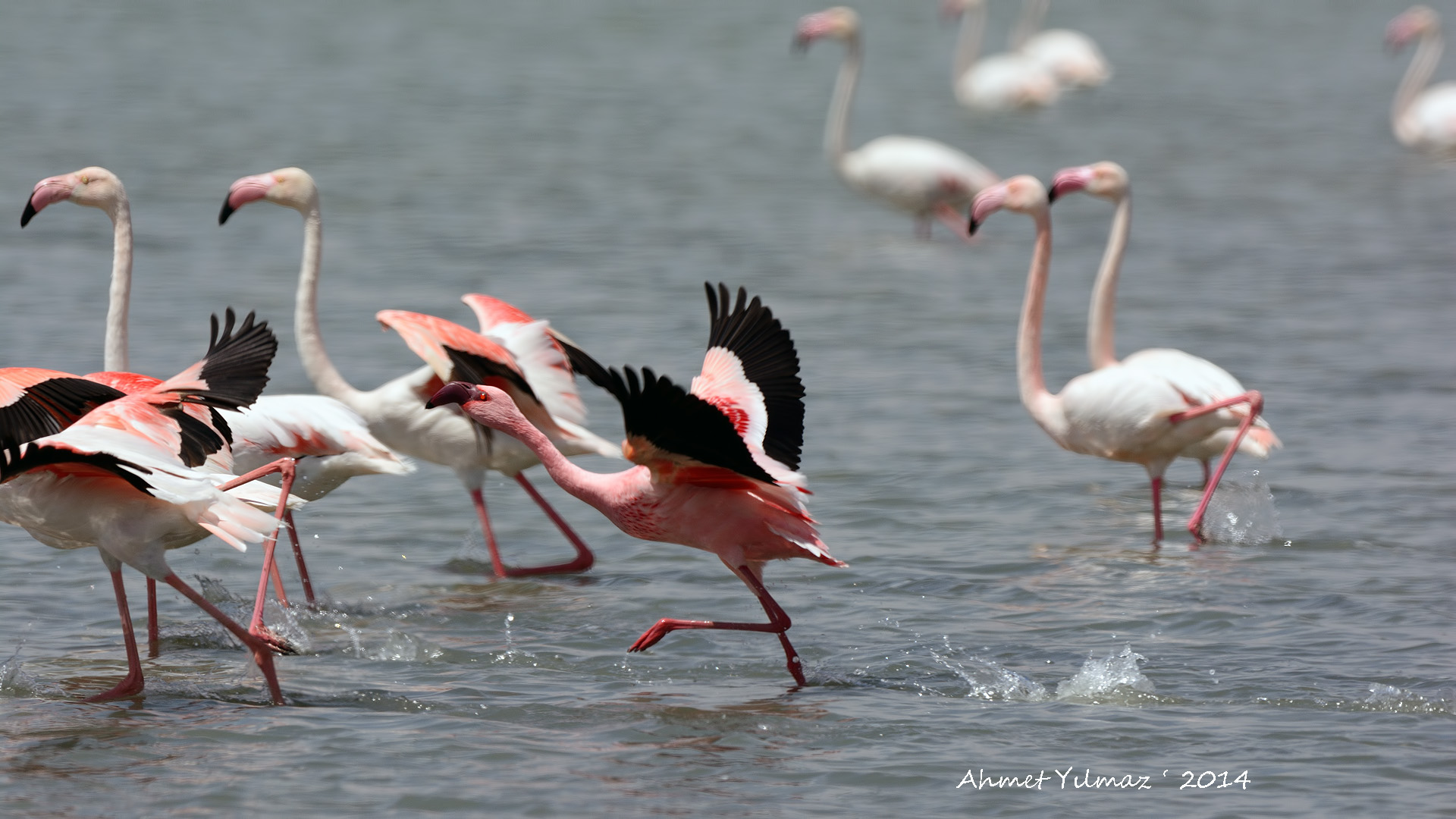 Küçük flamingo