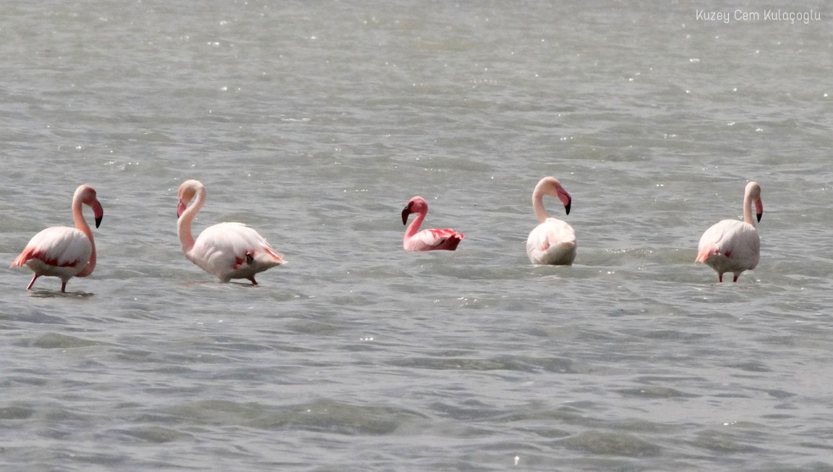 Küçük flamingo