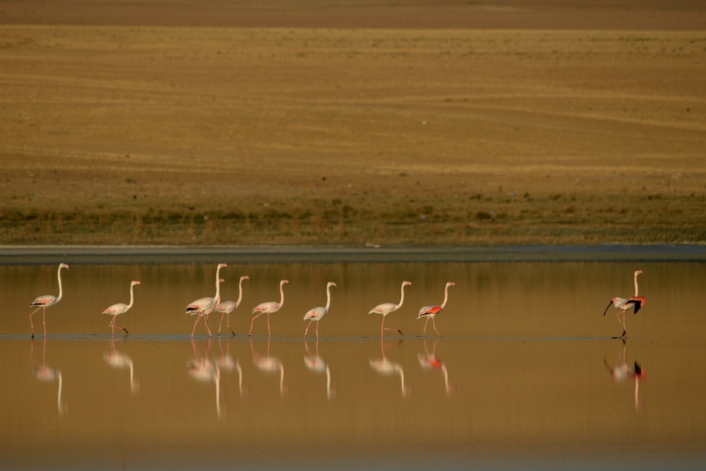 Flamingo