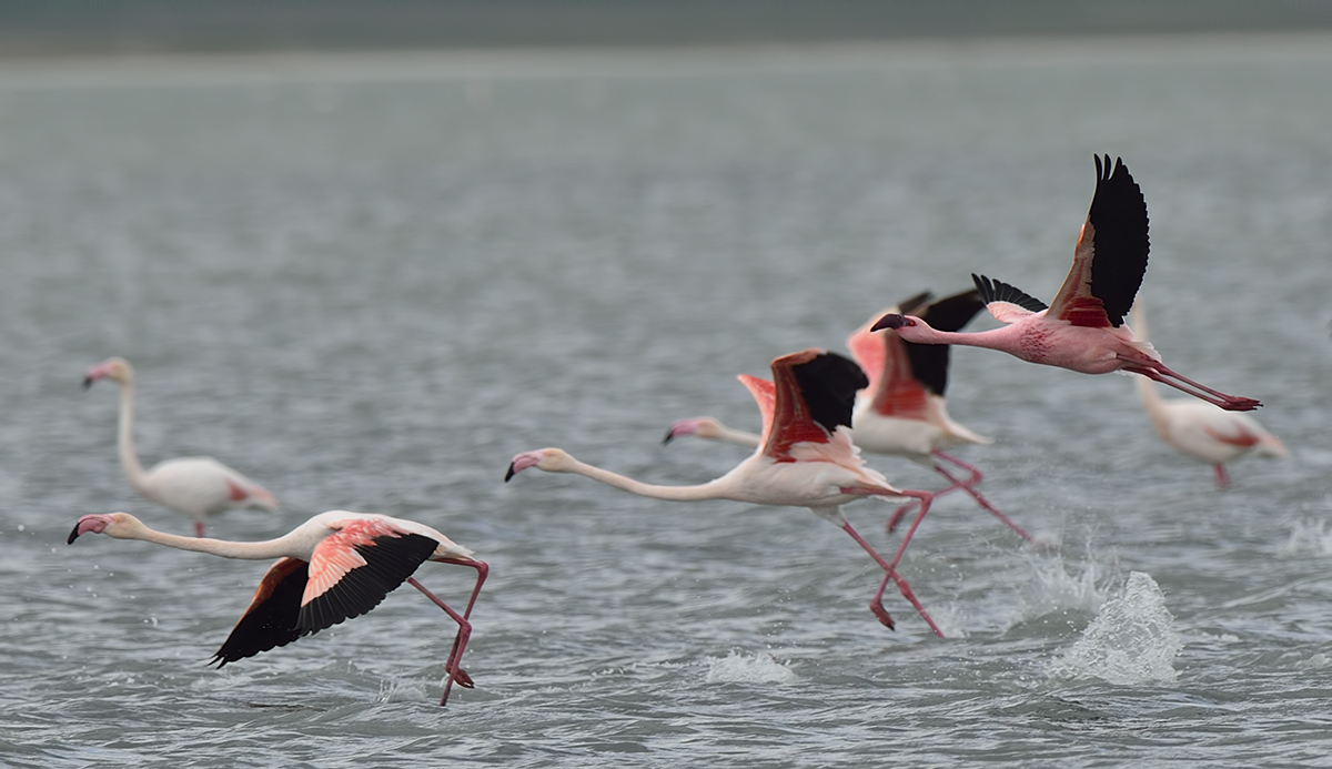 Küçük flamingo