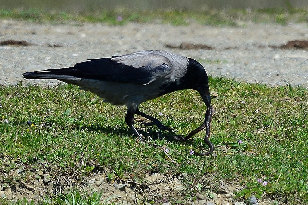 Leş kargası