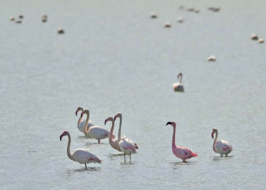 Küçük flamingo