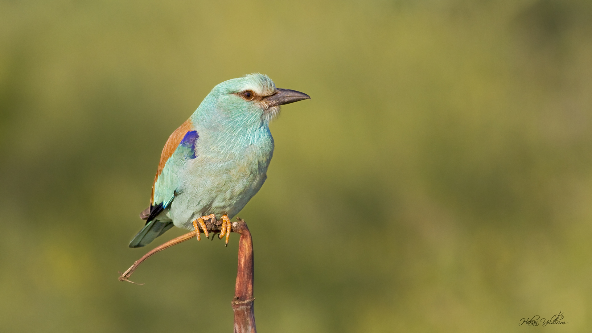 Gökkuzgun » European Roller » Coracias garrulus