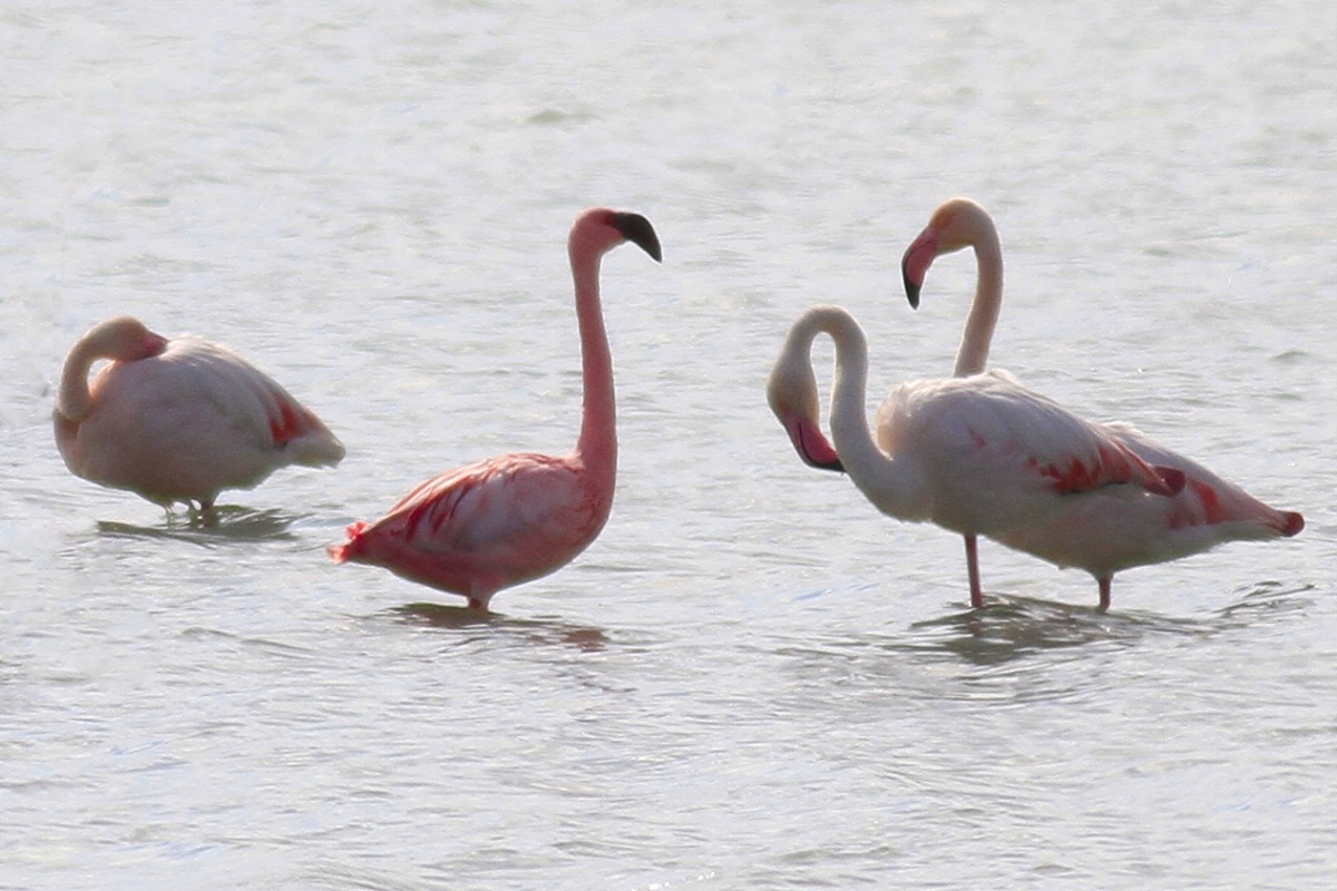 Küçük flamingo