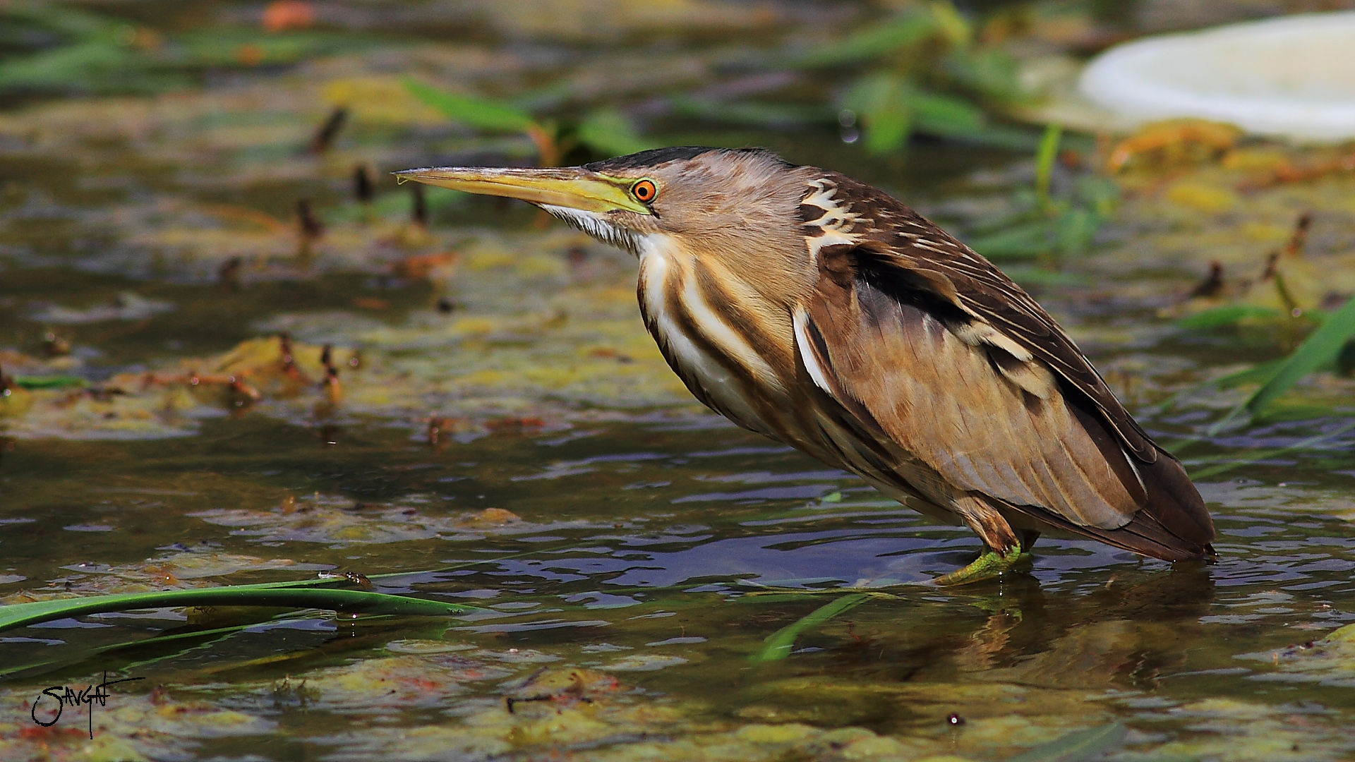 Küçük balaban » Little Bittern » Ixobrychus minutus