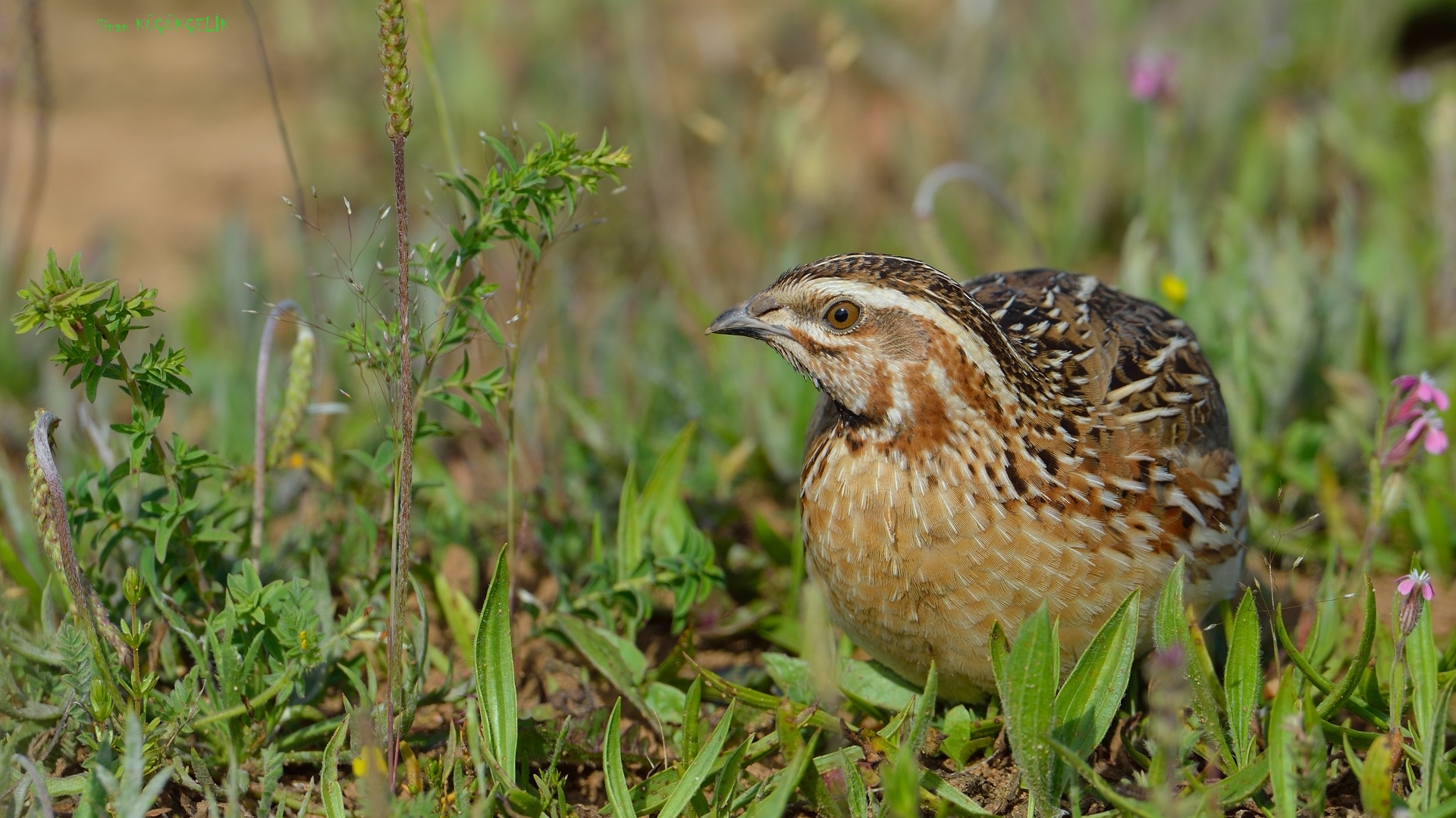 Bıldırcın » Common Quail » Coturnix coturnix