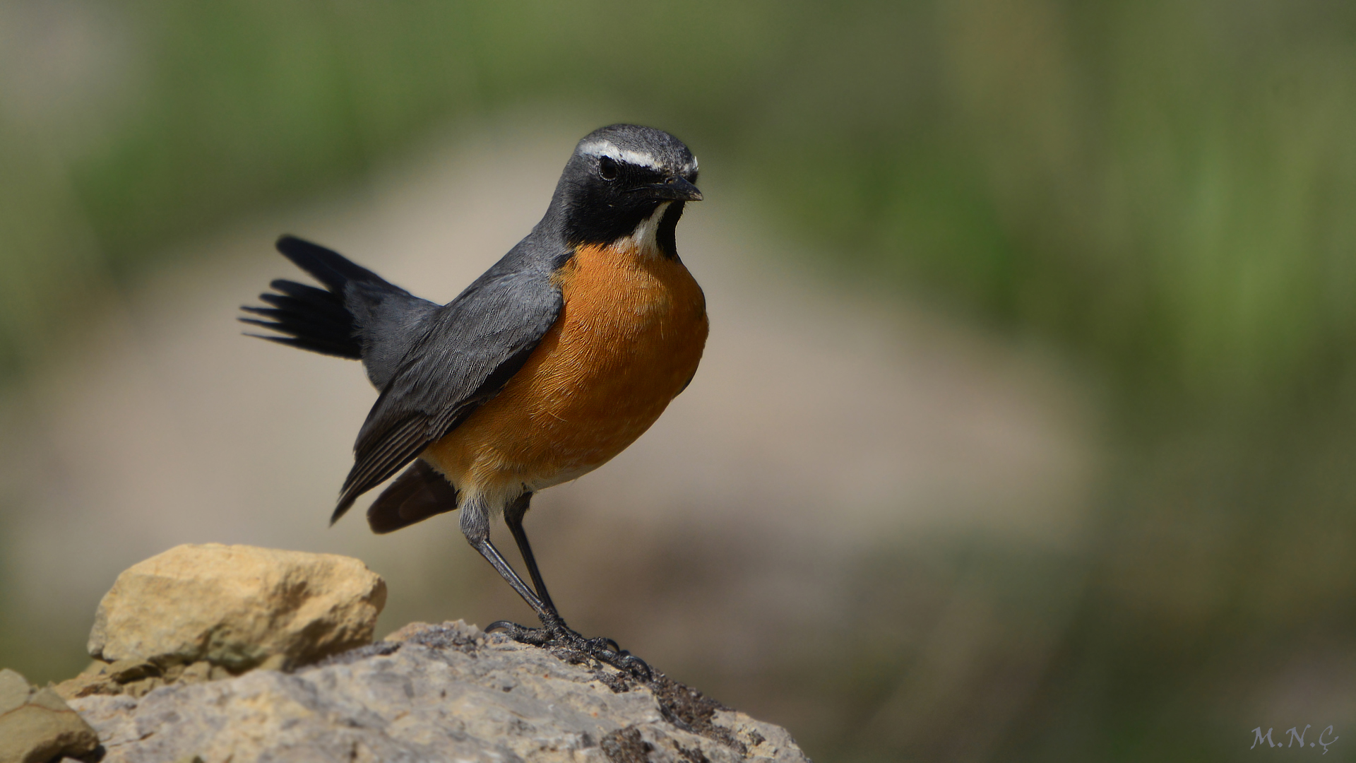 Taşbülbülü » White-throated Robin » Irania gutturalis