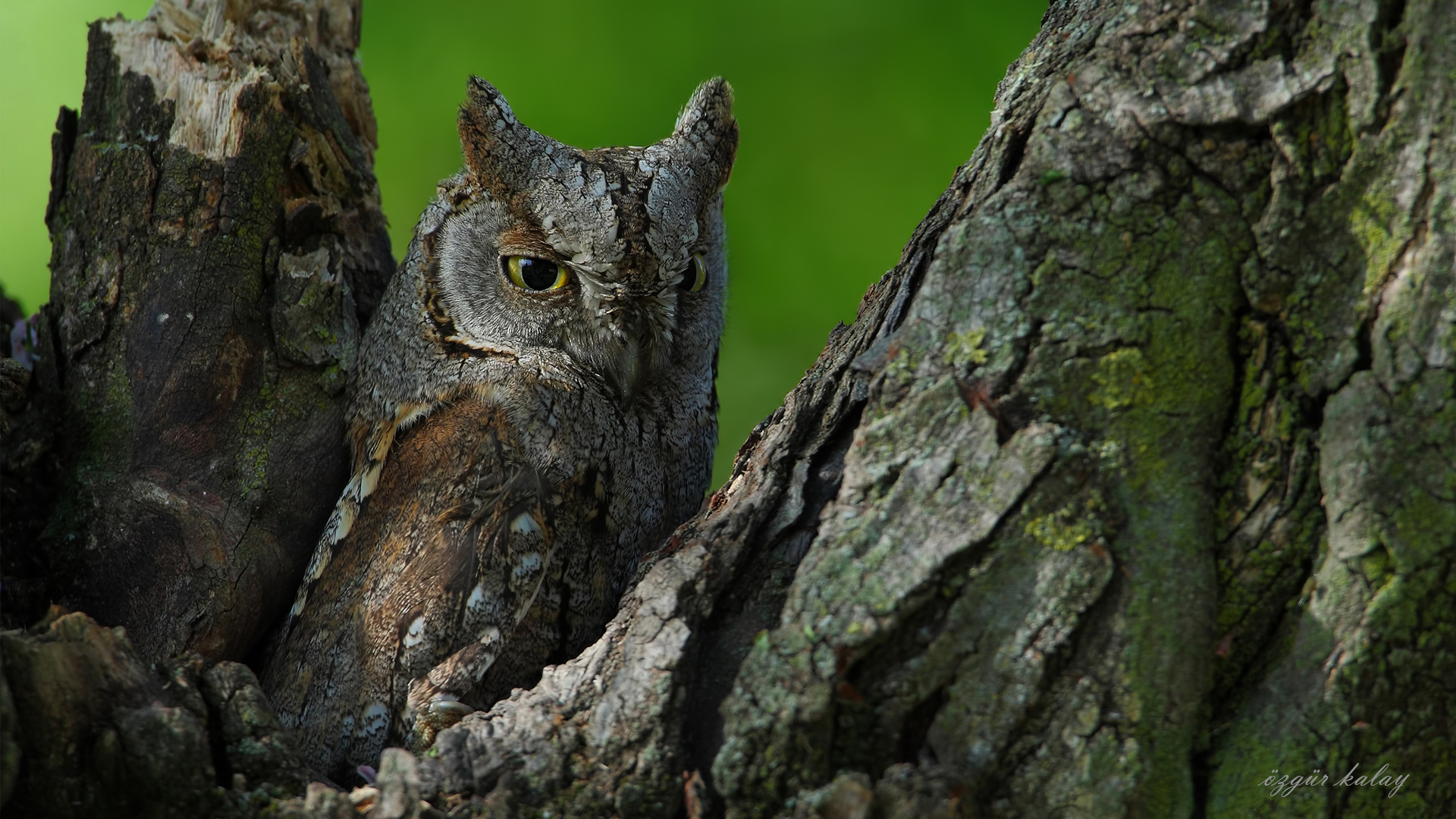 İshakkuşu » Eurasian Scops Owl » Otus scops