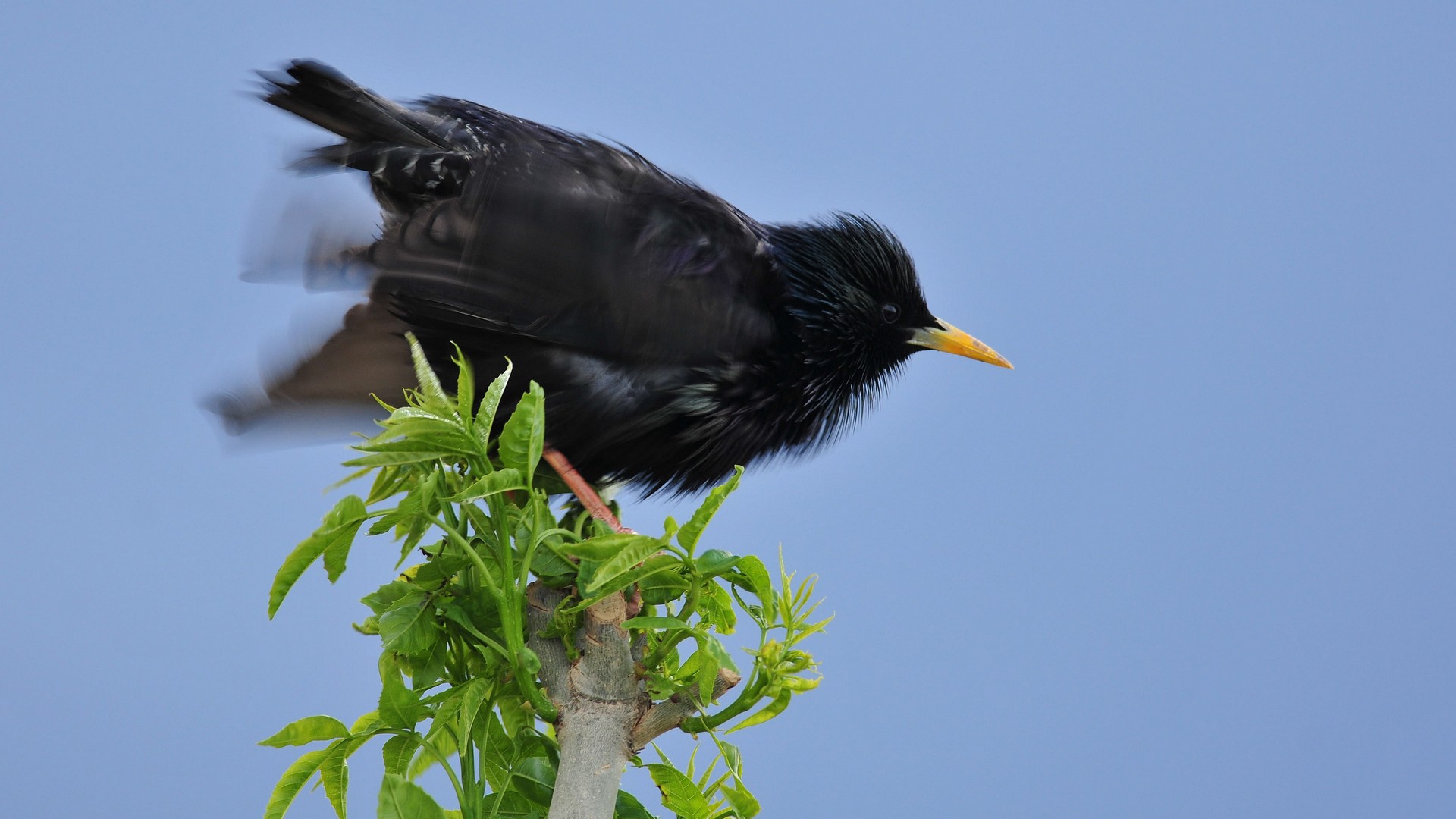 Sığırcık » Common Starling » Sturnus vulgaris