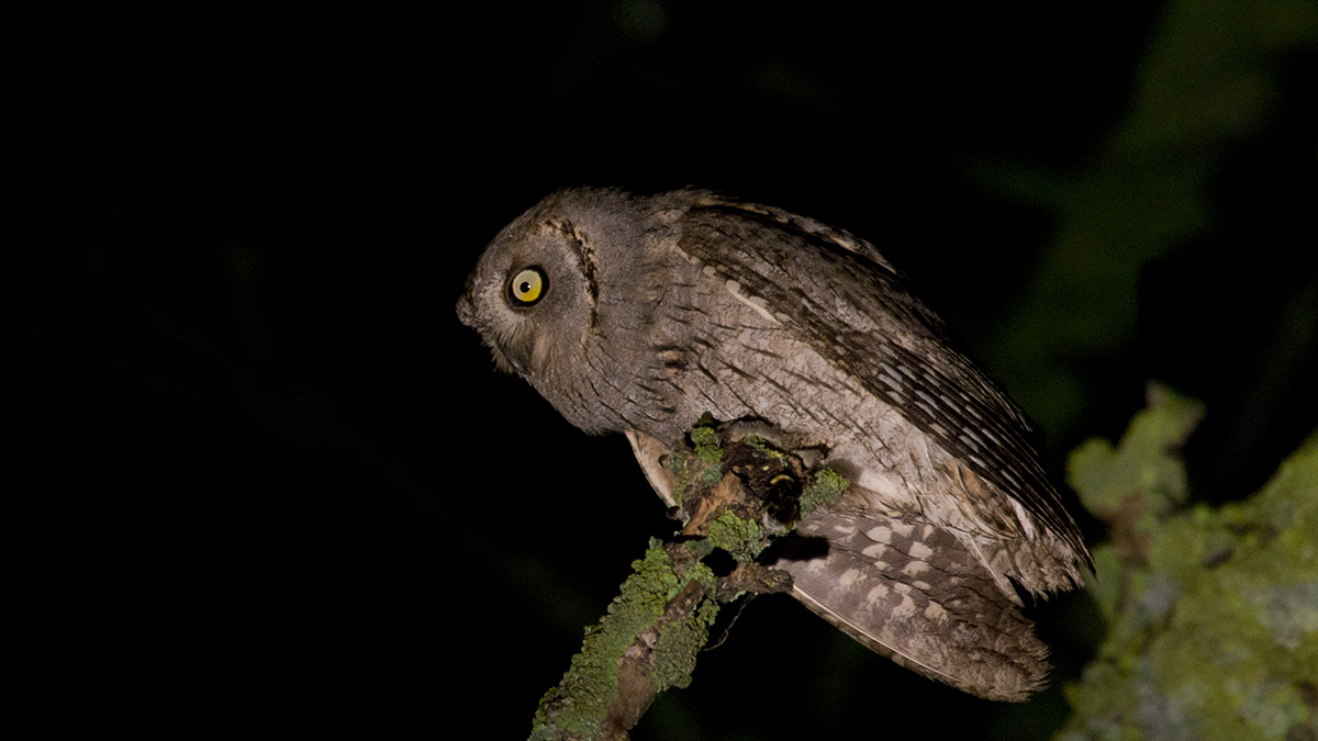 İshakkuşu