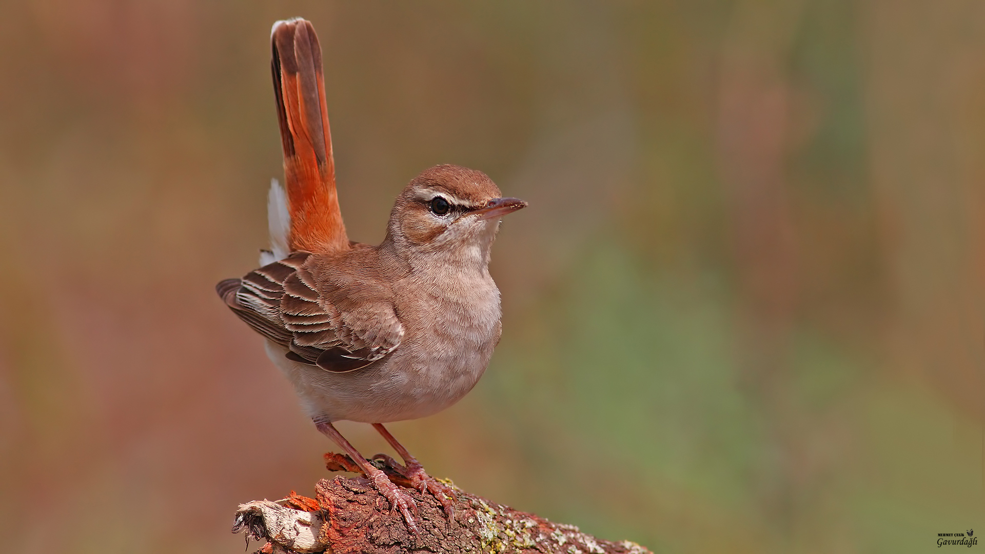 Çalıbülbülü » Rufous-tailed Scrub Robin » Cercotrichas galactotes