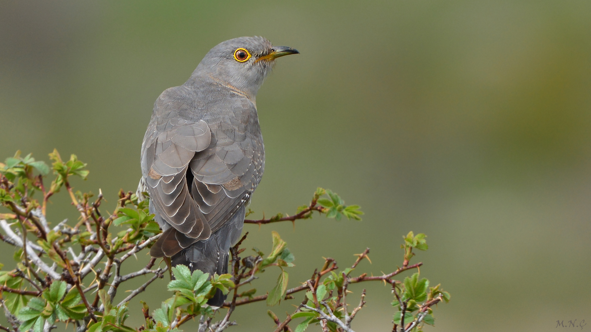 Guguk » Common Cuckoo » Cuculus canorus