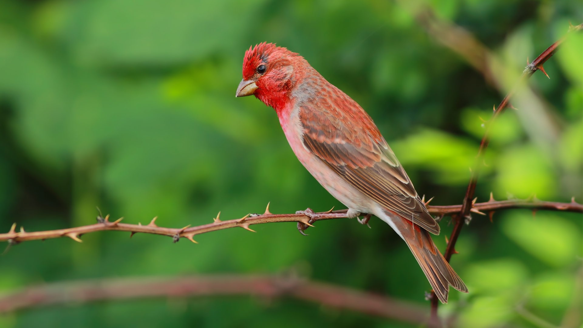 Çütre » Common Rosefinch » Carpodacus erythrinus