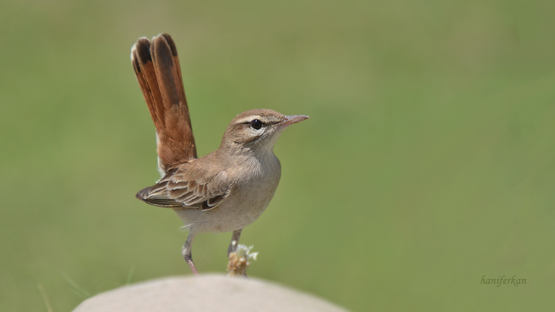 Çalıbülbülü » Rufous-tailed Scrub Robin » Cercotrichas galactotes