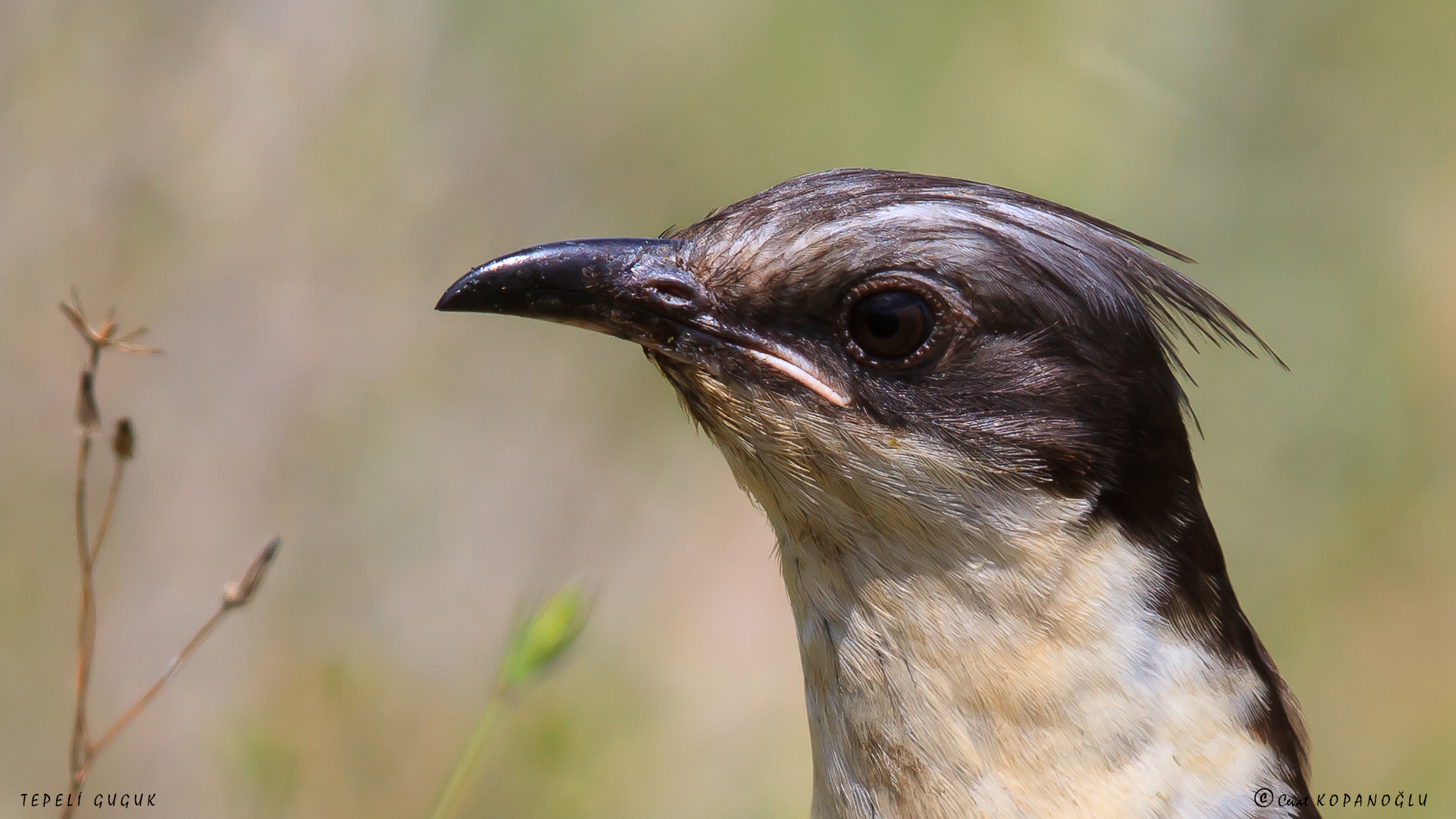 Tepeli guguk » Great Spotted Cuckoo » Clamator glandarius