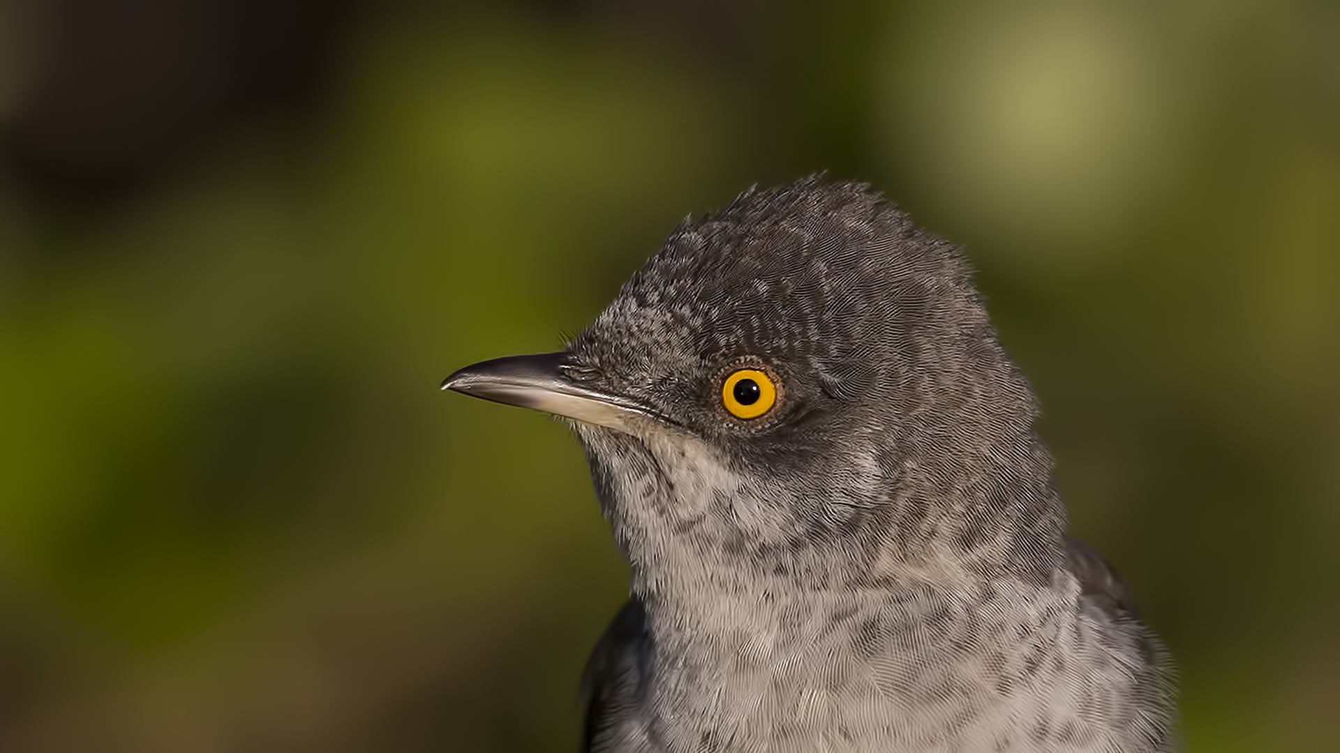 Çizgili ötleğen » Barred Warbler » Sylvia nisoria