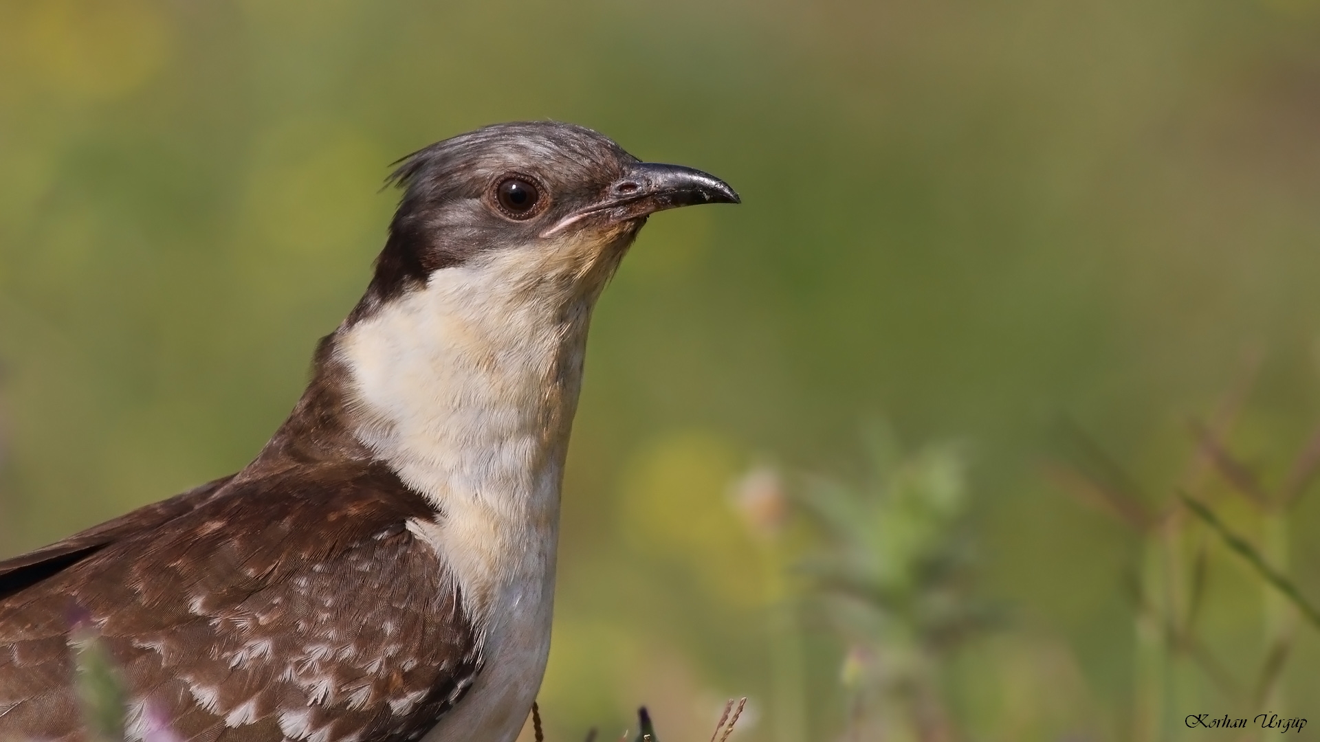 Tepeli guguk » Great Spotted Cuckoo » Clamator glandarius