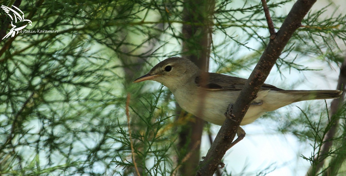 Zeytin mukallidi