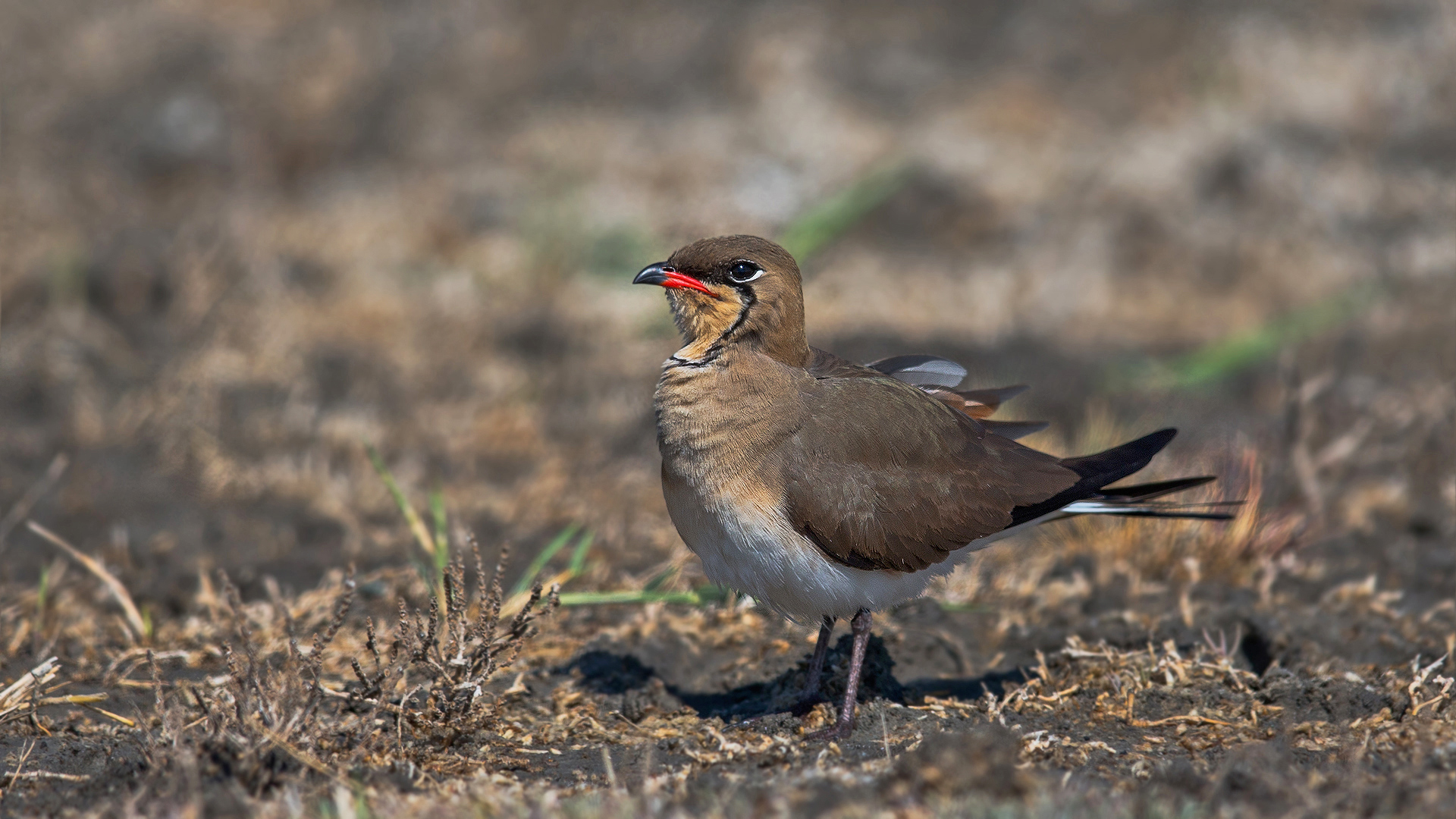 Bataklıkkırlangıcı » Collared Pratincole » Glareola pratincola