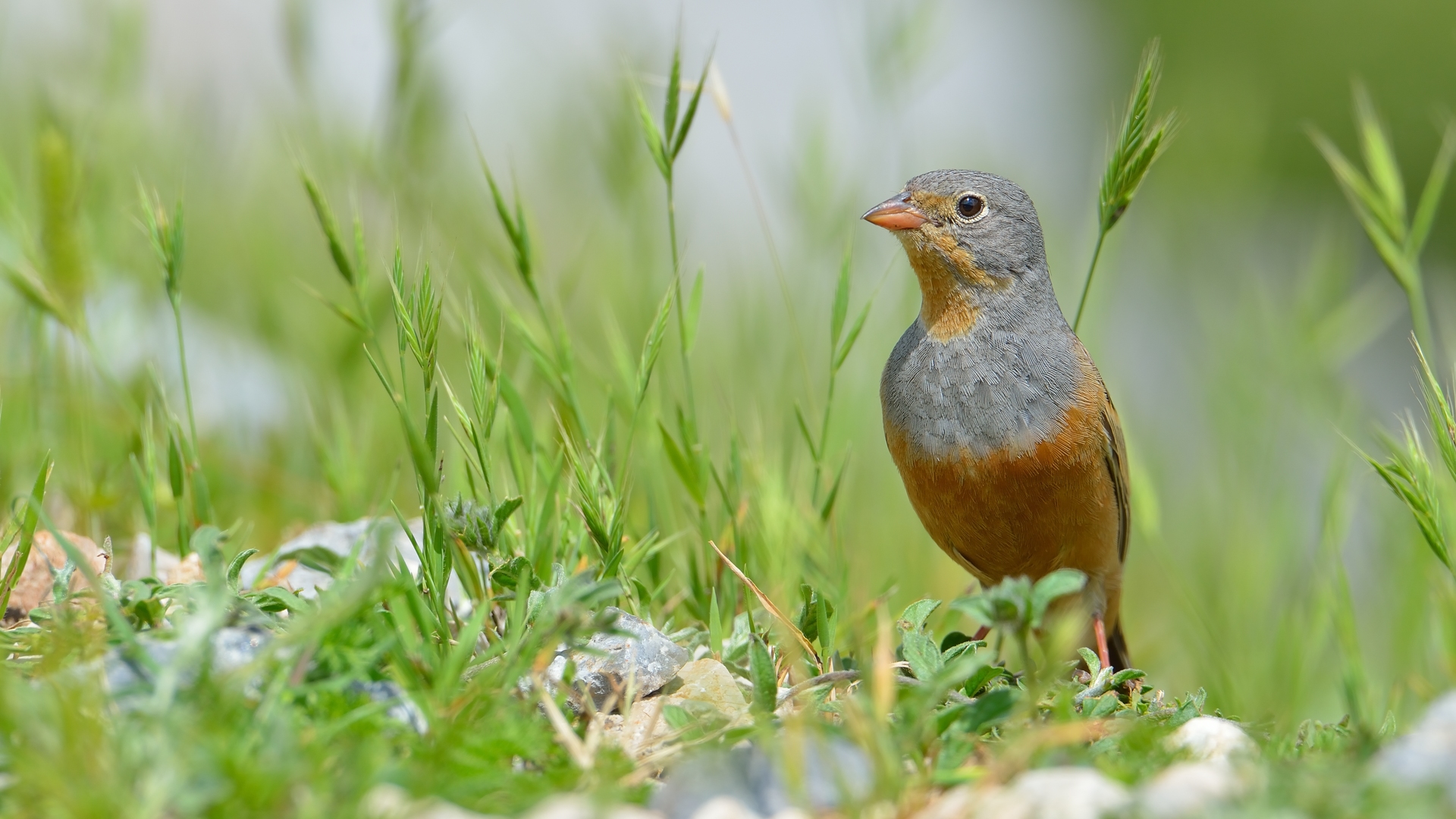 Kızıl kirazkuşu » Cretzschmar`s Bunting » Emberiza caesia