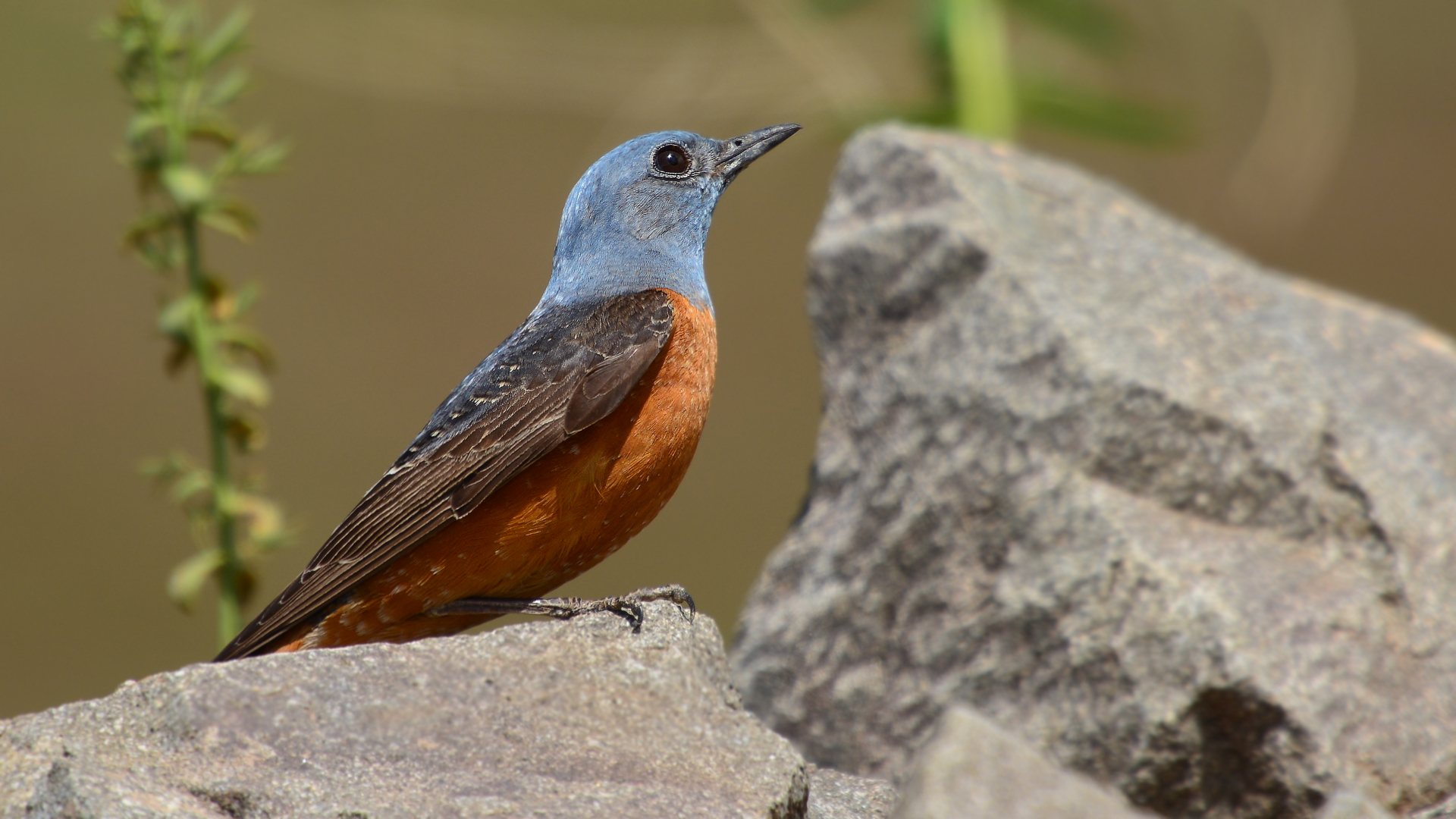 Taşkızılı » Common Rock Thrush » Monticola saxatilis