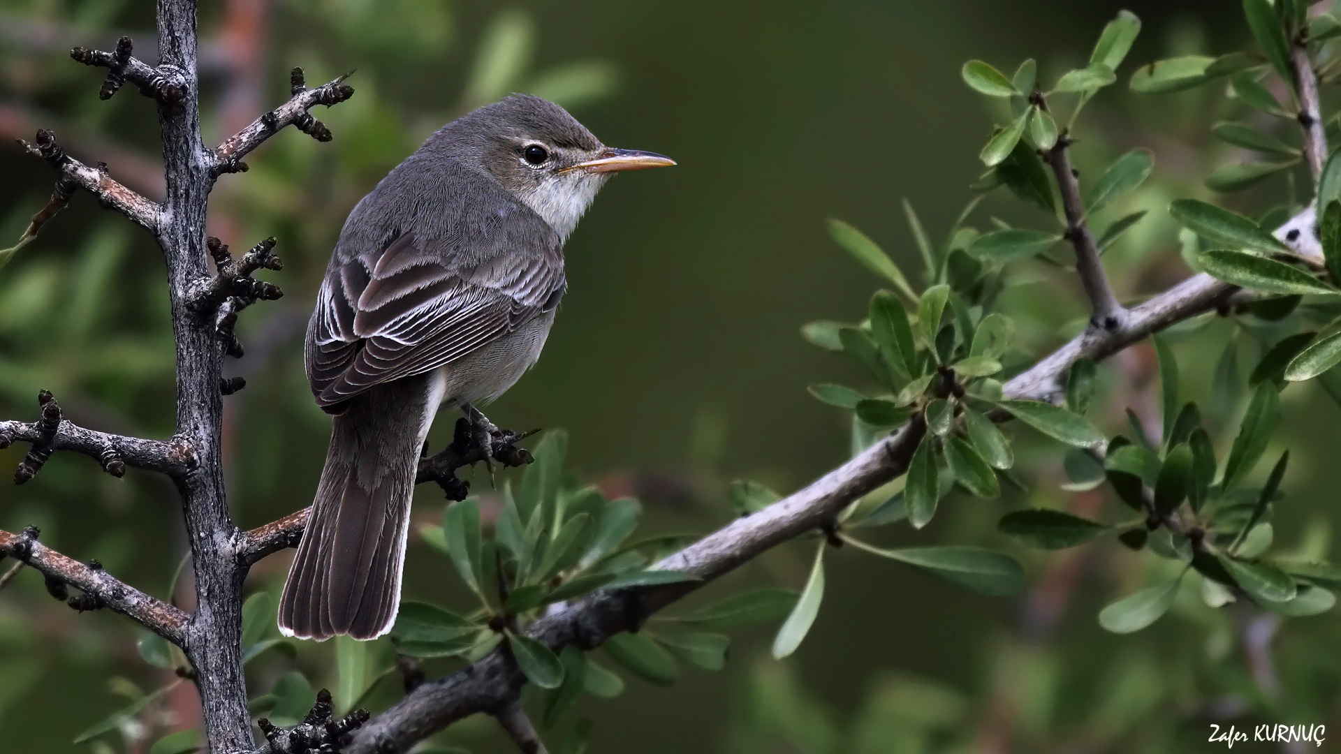 Zeytin mukallidi » Olive-tree Warbler » Hippolais olivetorum