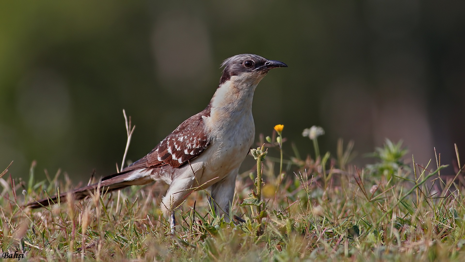 Tepeli guguk » Great Spotted Cuckoo » Clamator glandarius