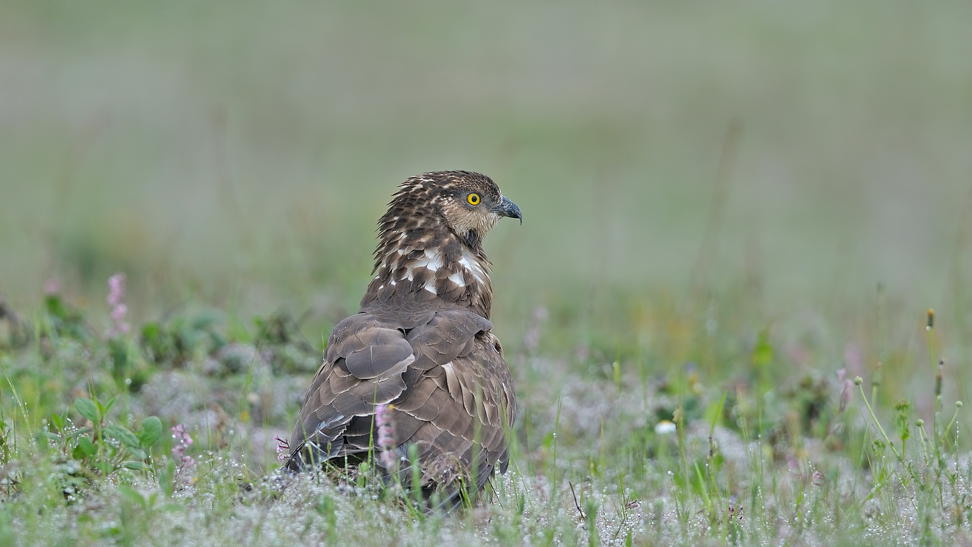 Arı şahini » European Honey Buzzard » Pernis apivorus