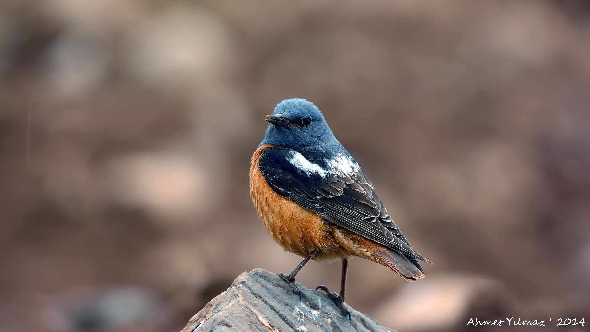 Taşkızılı » Common Rock Thrush » Monticola saxatilis