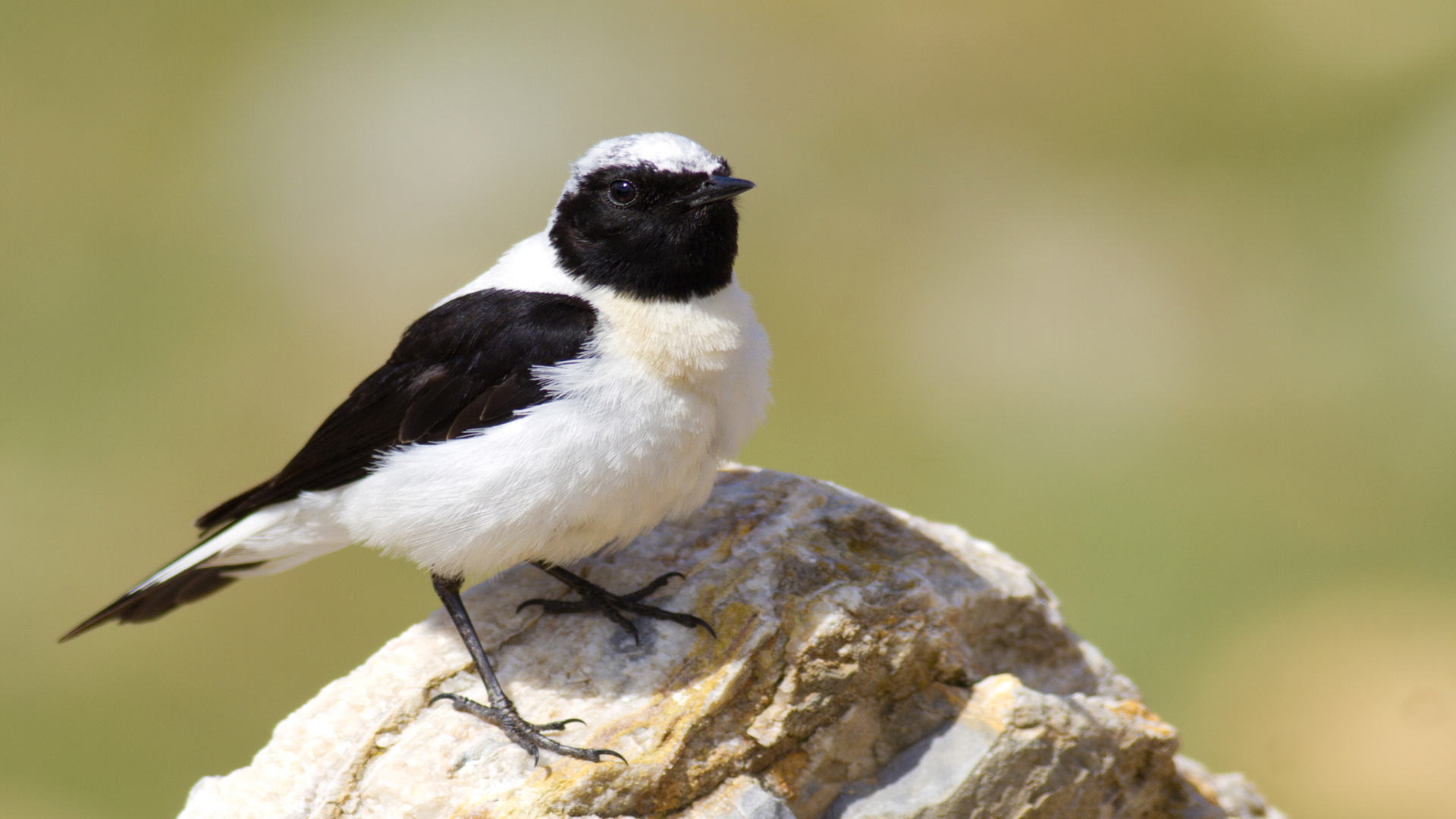 Karakulaklı kuyrukkakan » Black-eared Wheatear » Oenanthe melanoleuca