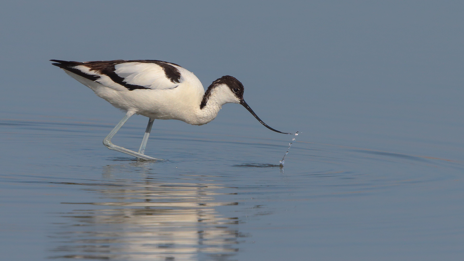 Kılıçgaga » Pied Avocet » Recurvirostra avosetta