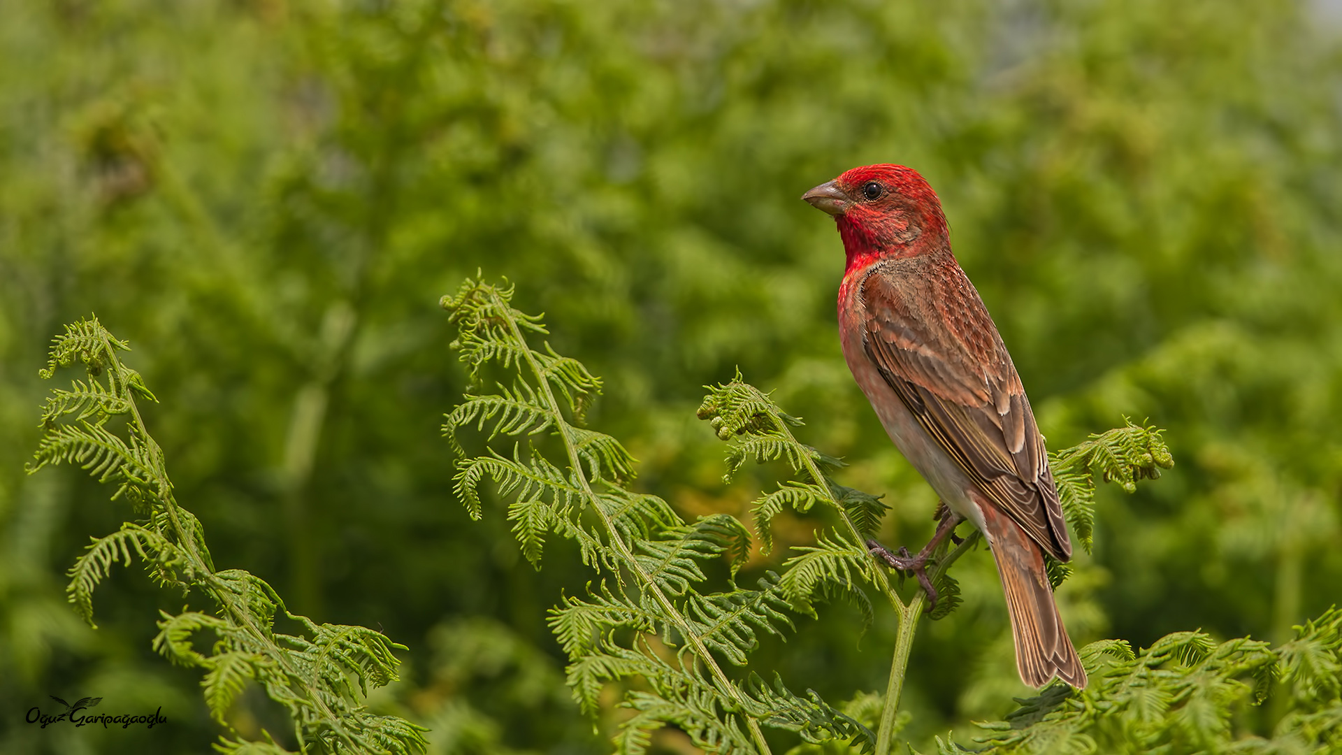 Çütre » Common Rosefinch » Carpodacus erythrinus