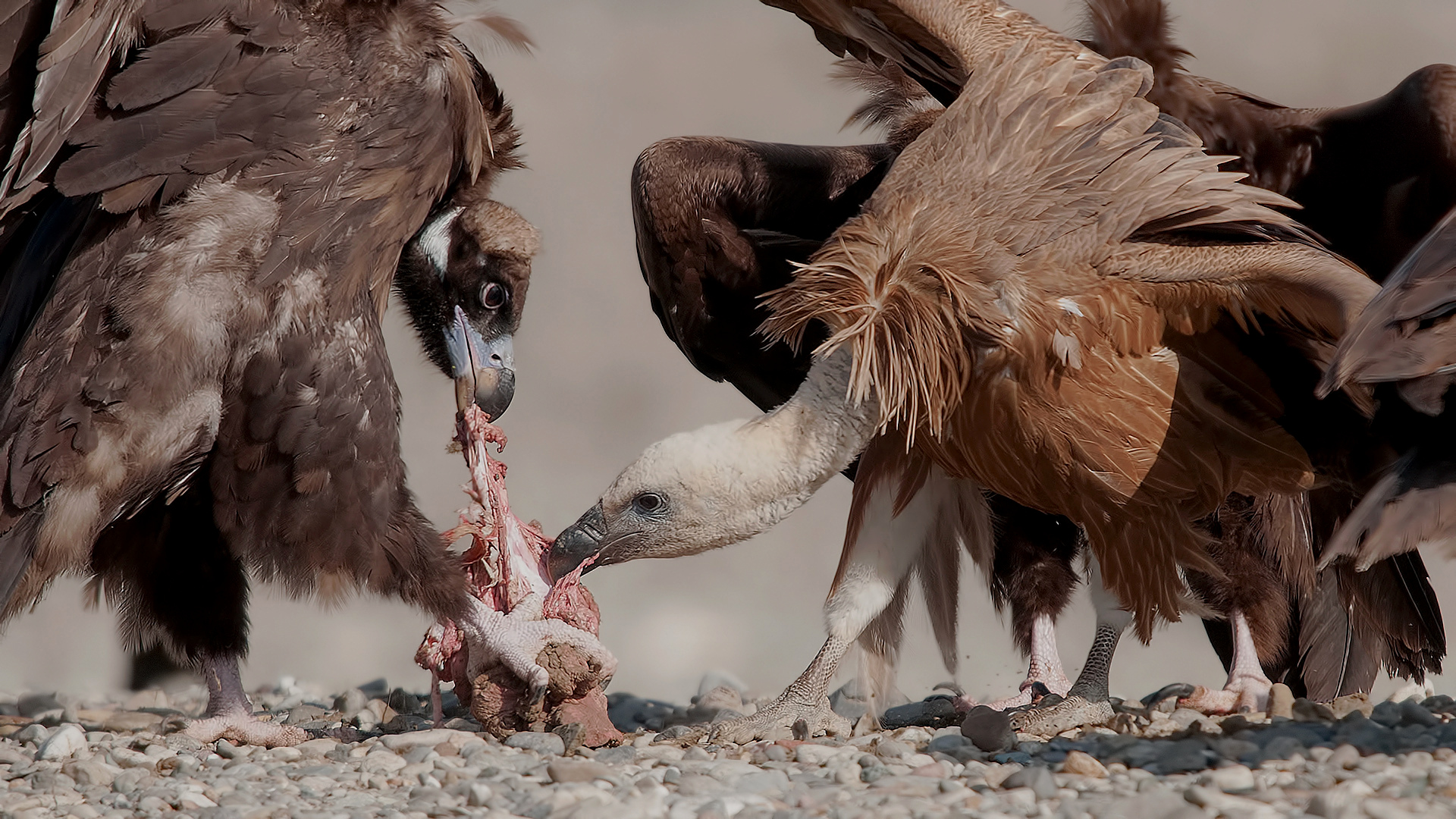 Kızıl akbaba » Griffon Vulture » Gyps fulvus