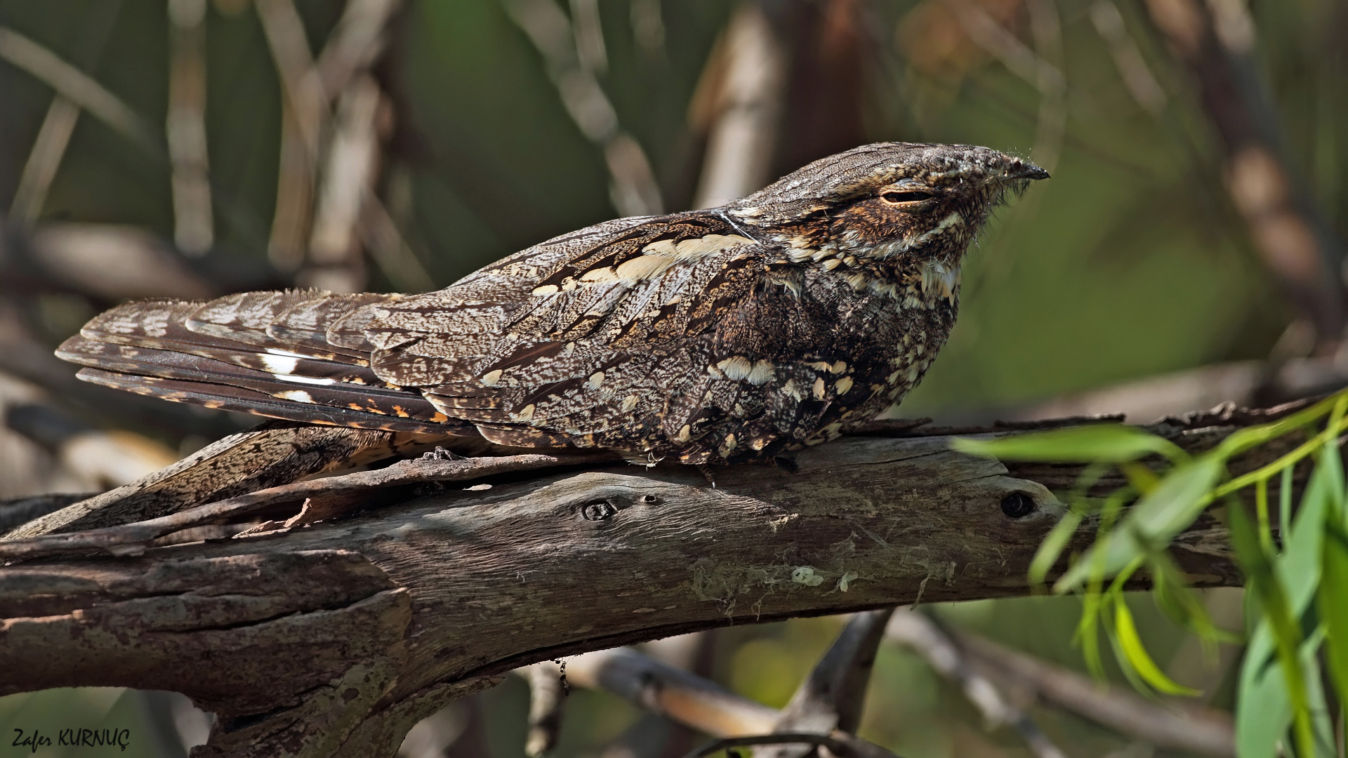 Çobanaldatan » European Nightjar » Caprimulgus europaeus