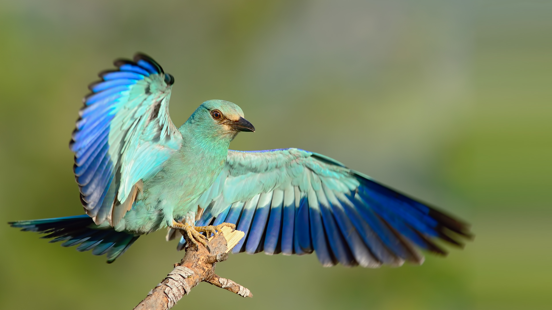 Gökkuzgun » European Roller » Coracias garrulus