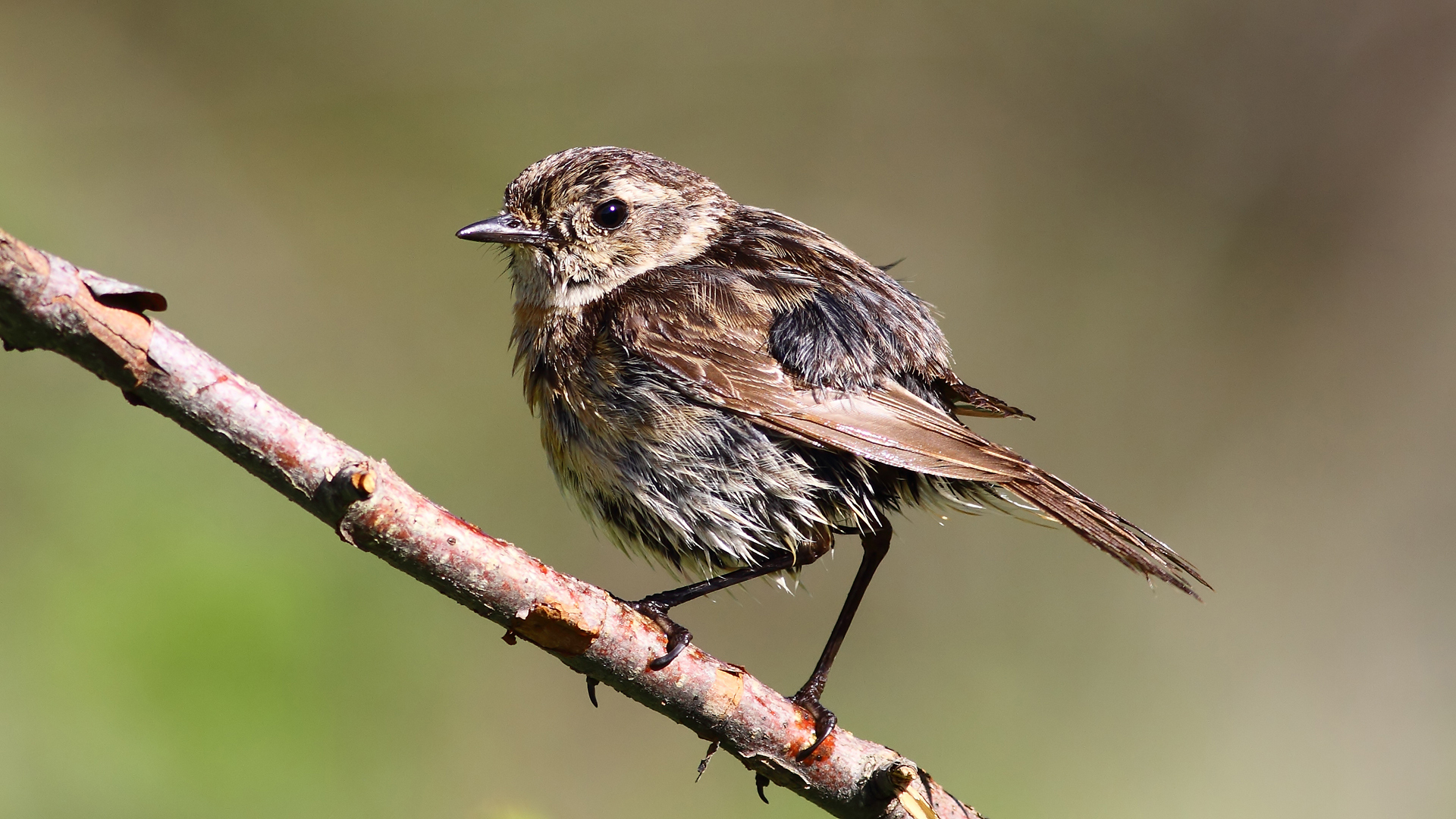 Taşkuşu » European Stonechat » Saxicola rubicola