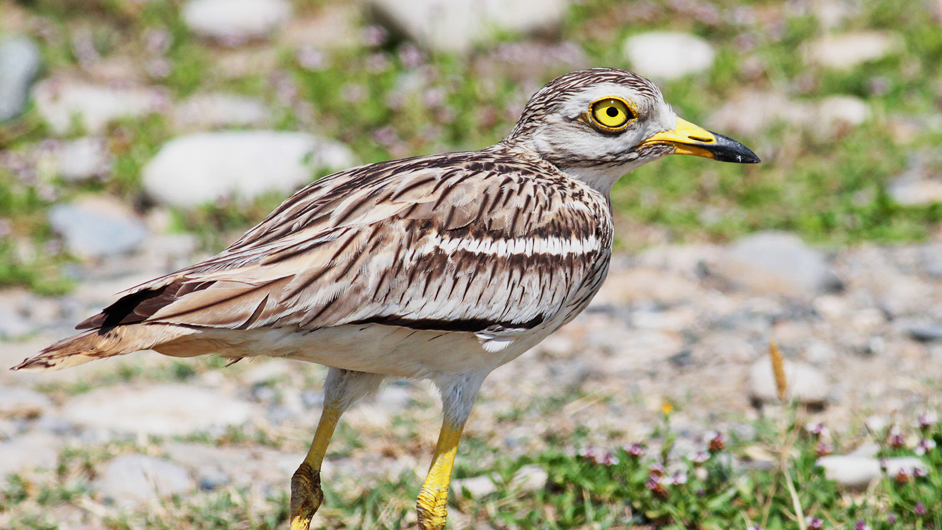 Kocagöz » Eurasian Stone-curlew » Burhinus oedicnemus