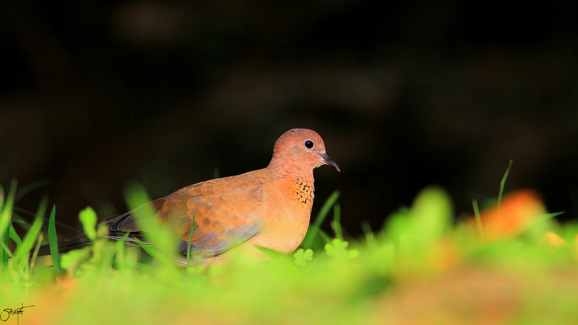 Küçük kumru » Laughing Dove » Spilopelia senegalensis