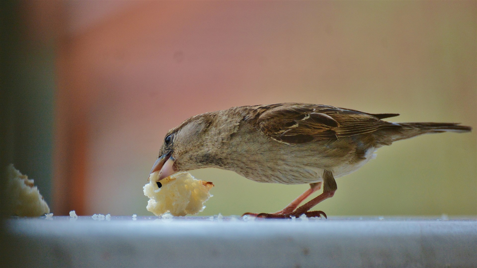 Serçe » House Sparrow » Passer domesticus