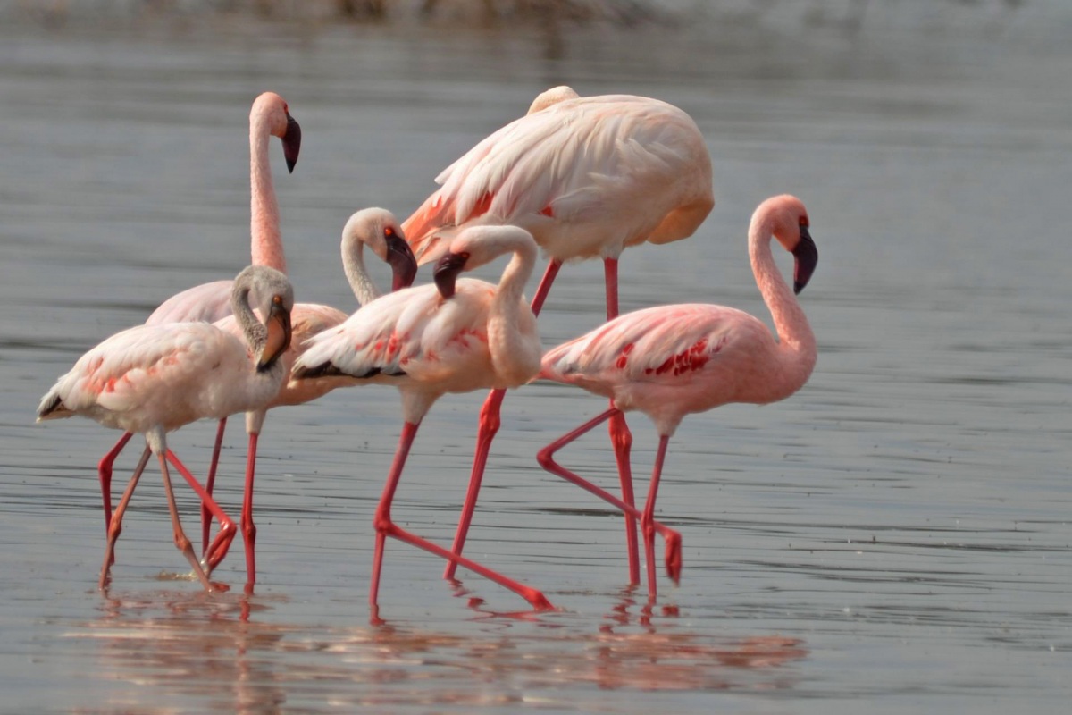 Küçük flamingo