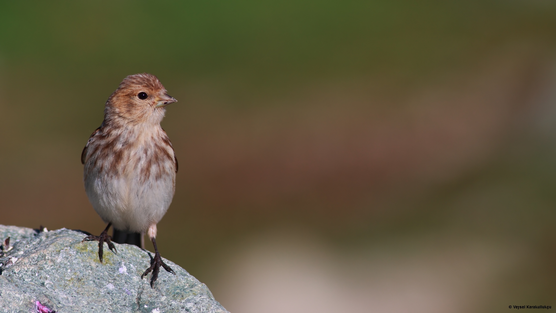 Sarıgagalı ketenkuşu » Twite » Linaria flavirostris