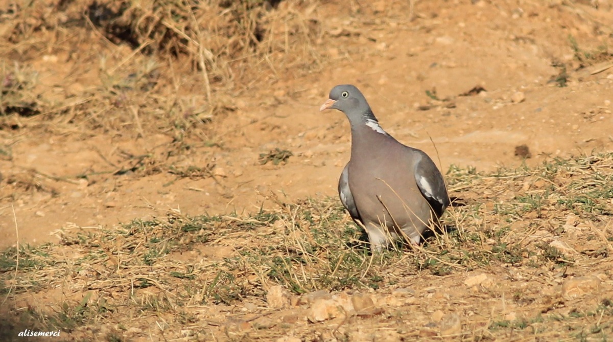 Tahtalı