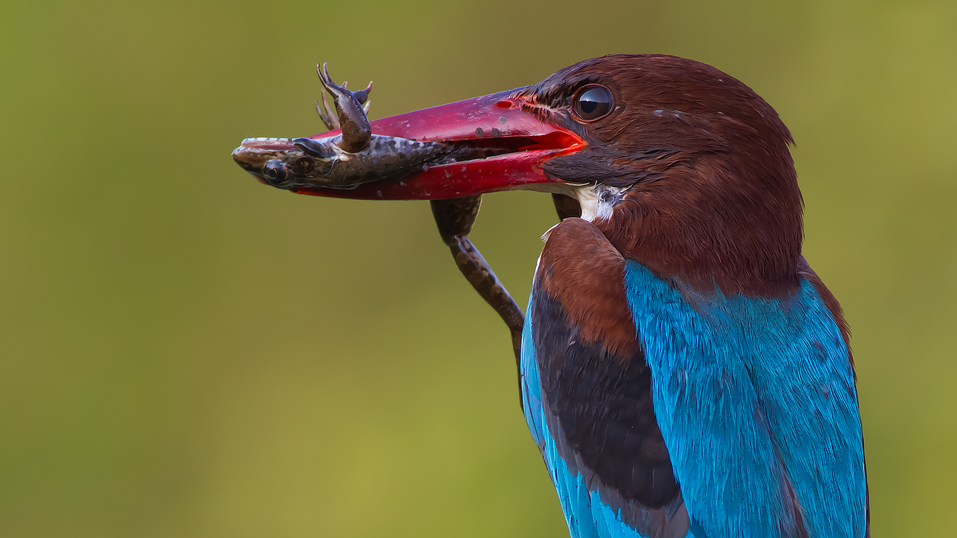 İzmir yalıçapkını » White-throated Kingfisher » Halcyon smyrnensis