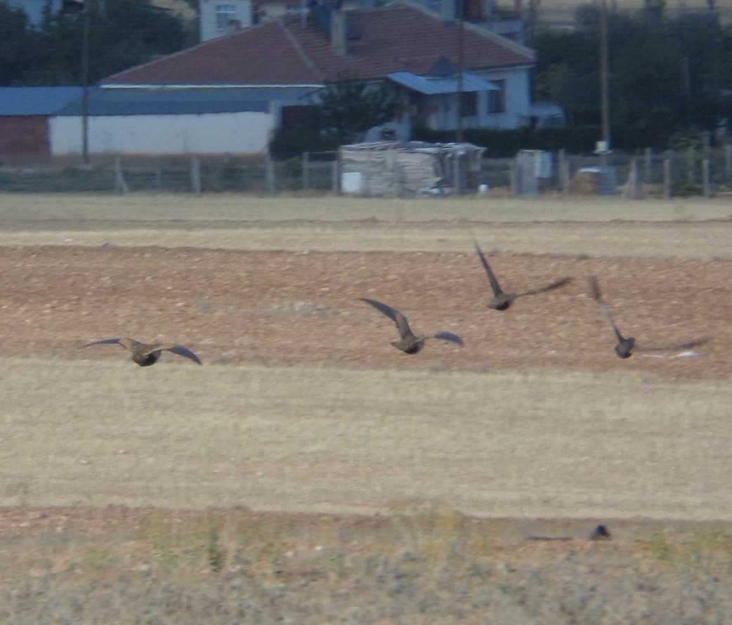 Bağırtlak