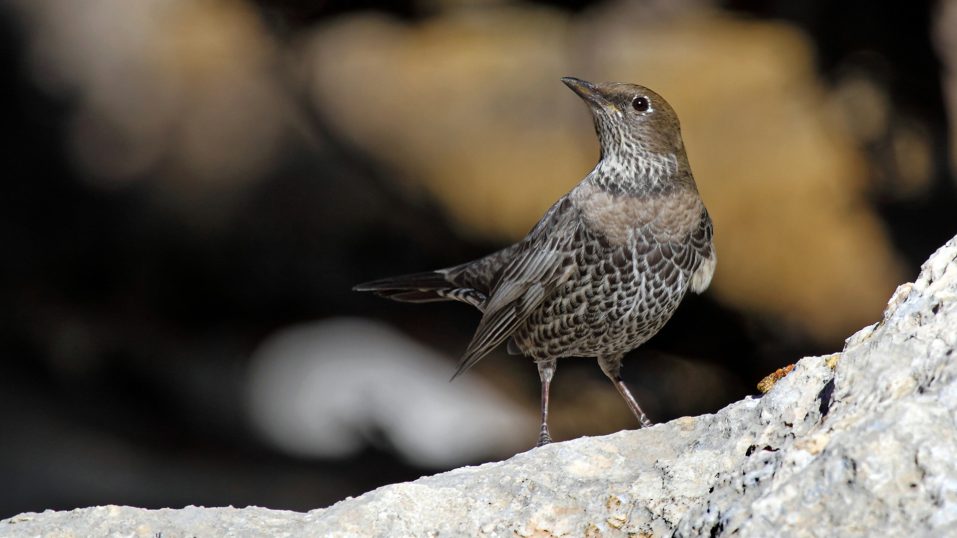 Boğmaklı ardıç » Ring Ouzel » Turdus torquatus