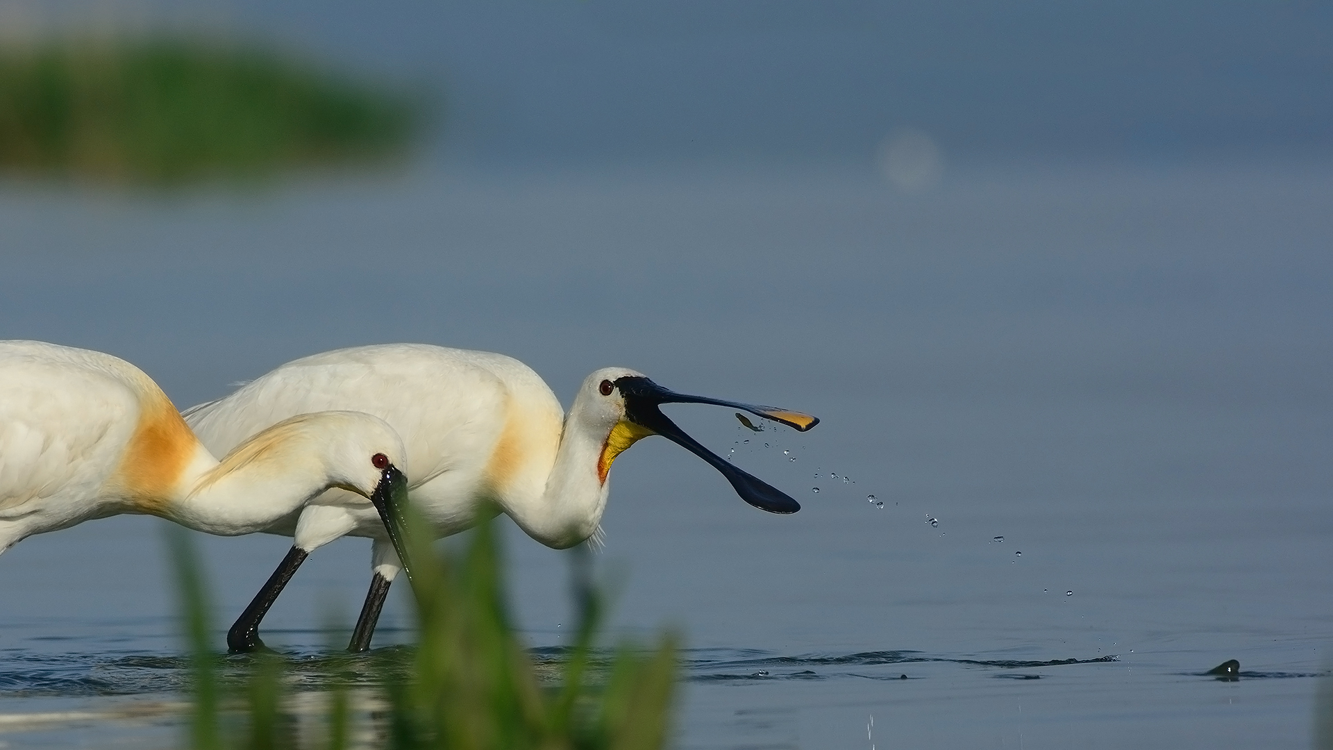 Kaşıkçı » Eurasian Spoonbill » Platalea leucorodia